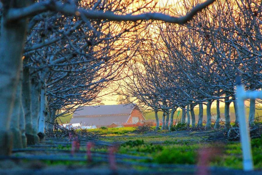 Late sun glowing through a row of orchard trees